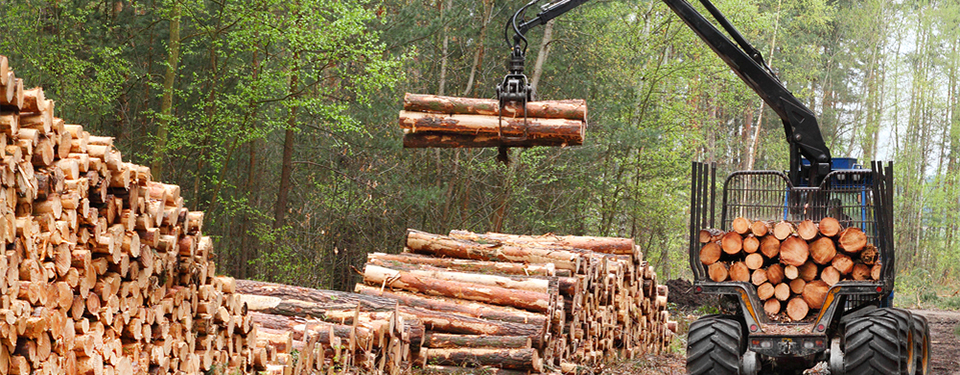 Sustainably sourced timber